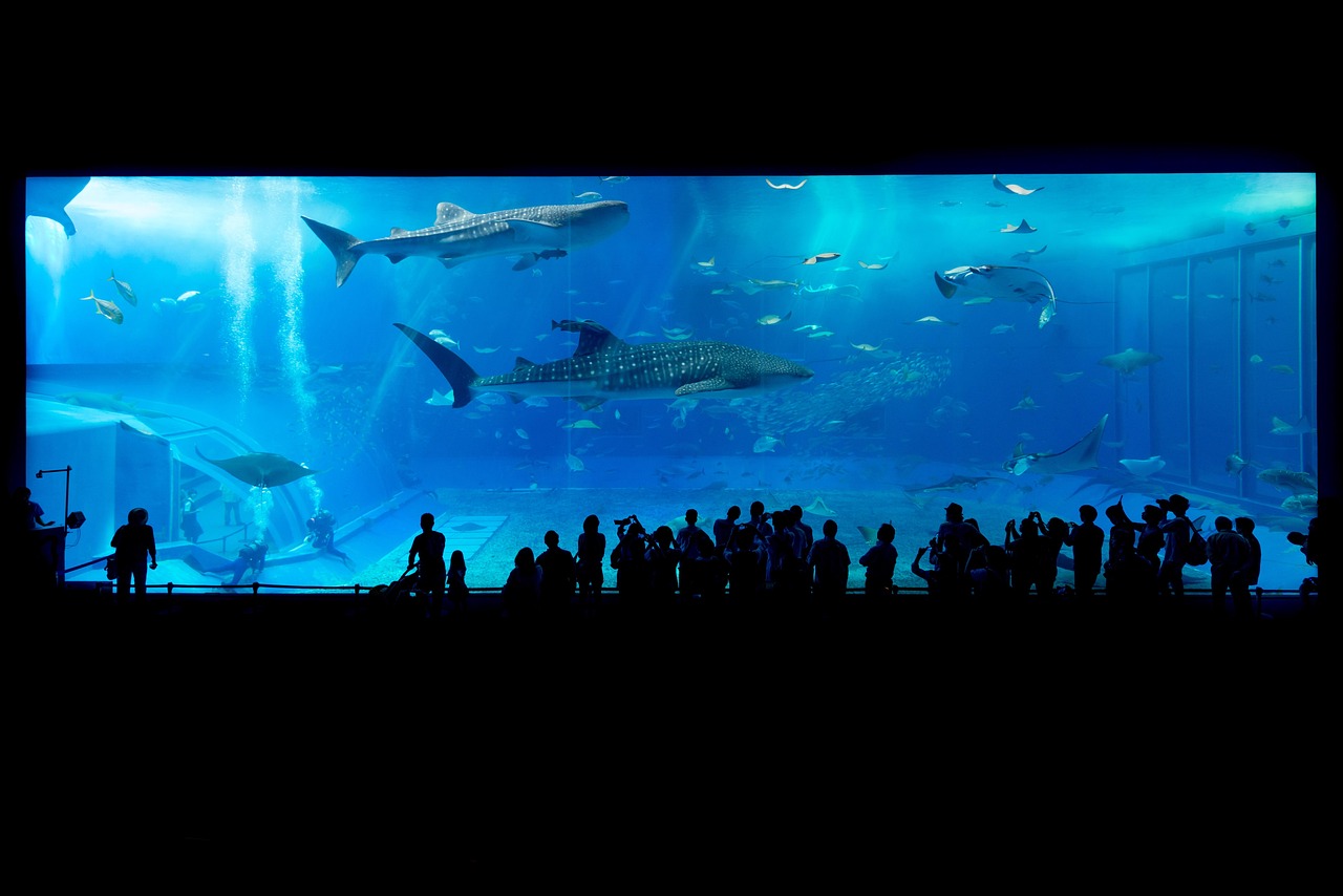 Whale Shark in equarium