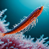 plankton