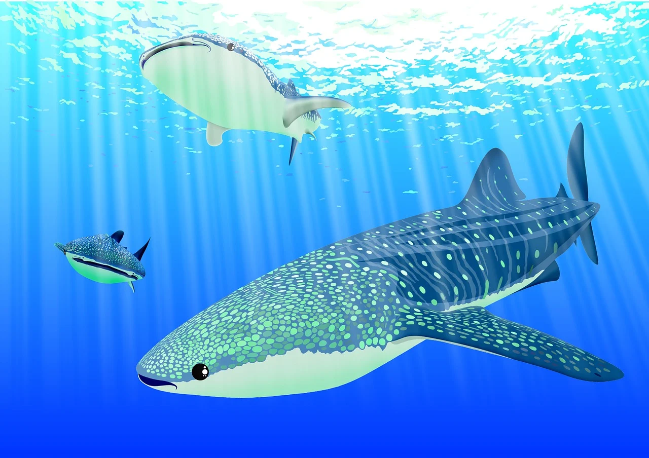 whale shark and fish swimming