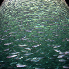 smallfish