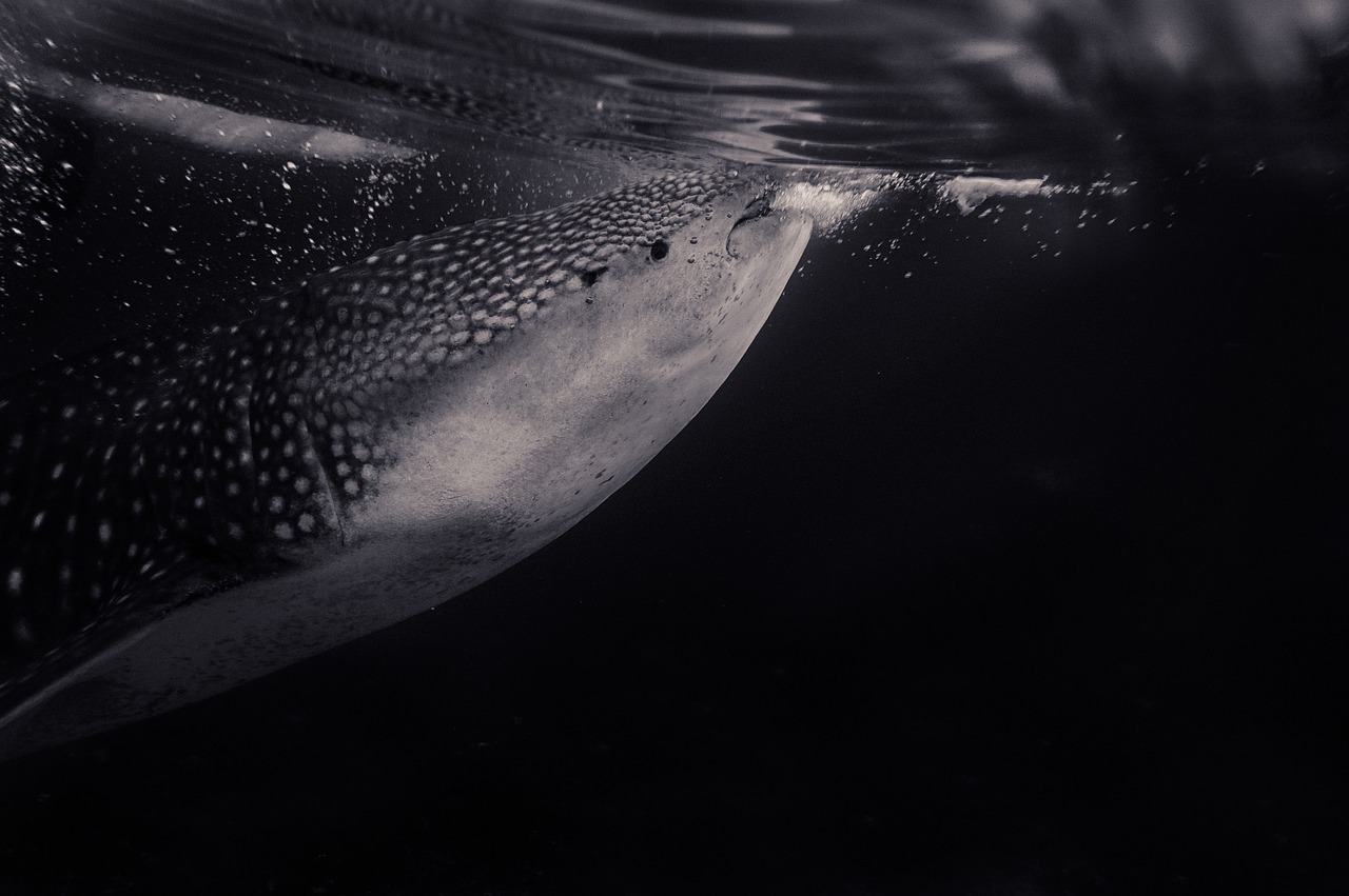whale shark swimming